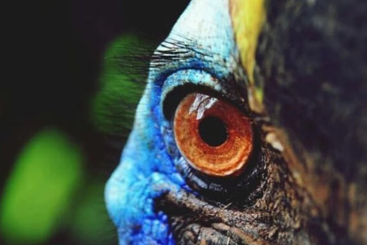 عکس خطرناکترین پرندگان جهان