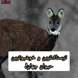 کاور