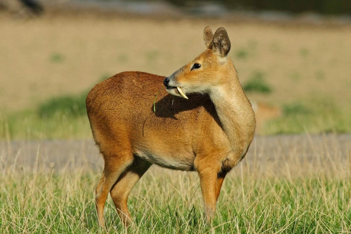 عکس خوشبو ترین جانور جهان!