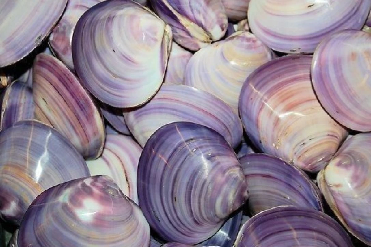 عکس 𑣲: اتحاد بنفش !!