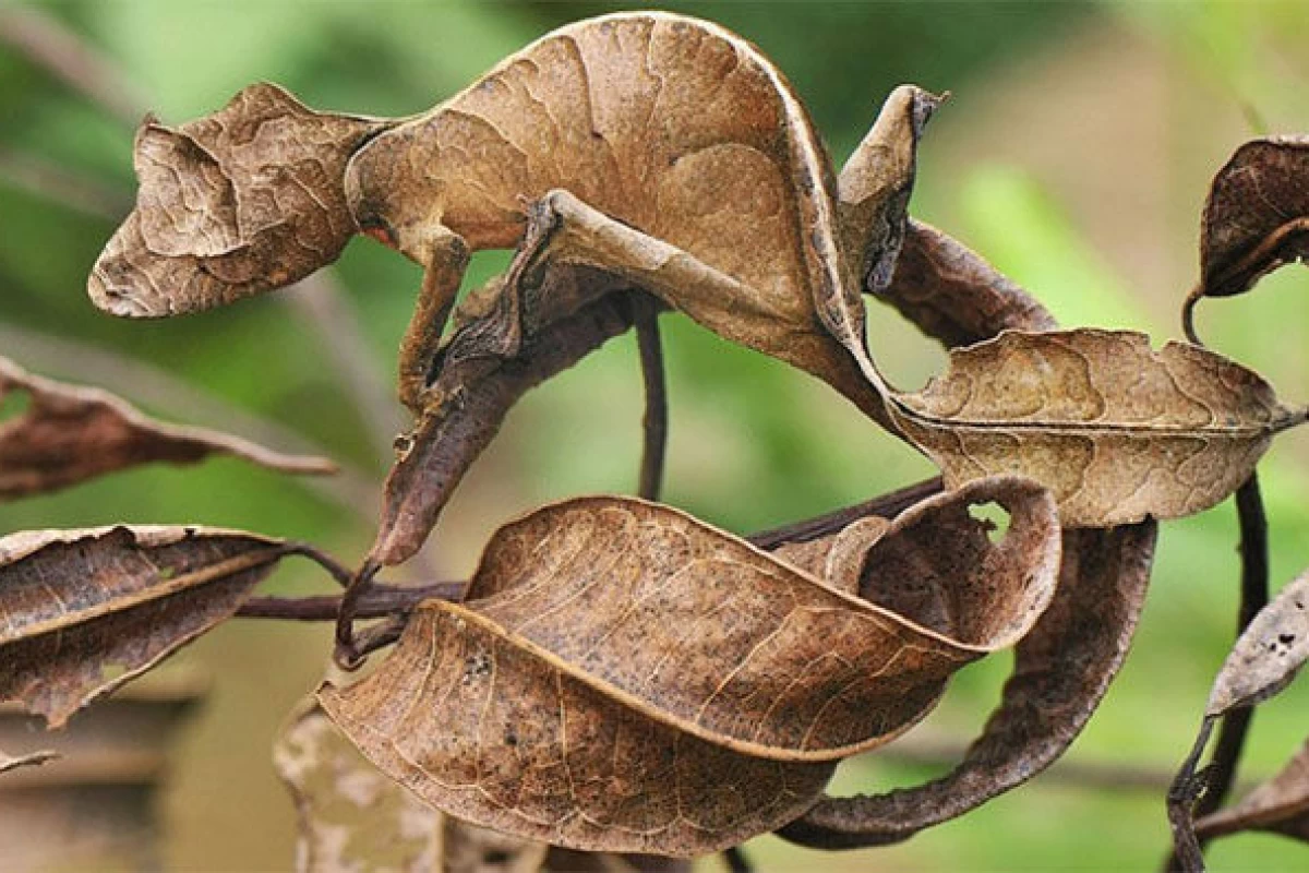 عکس استادان استتار در طبیعت