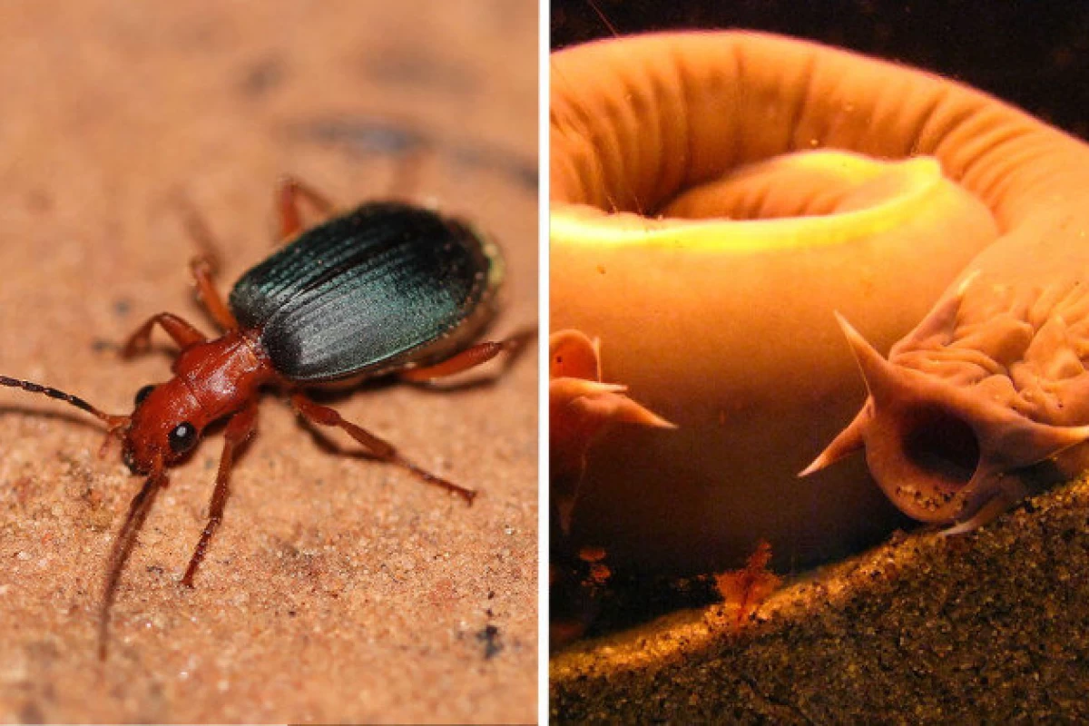 عکس روش‌های دفاعی عجیب حیوانات