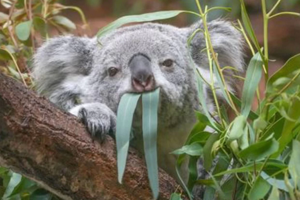 عکس فکت از تنبل ها