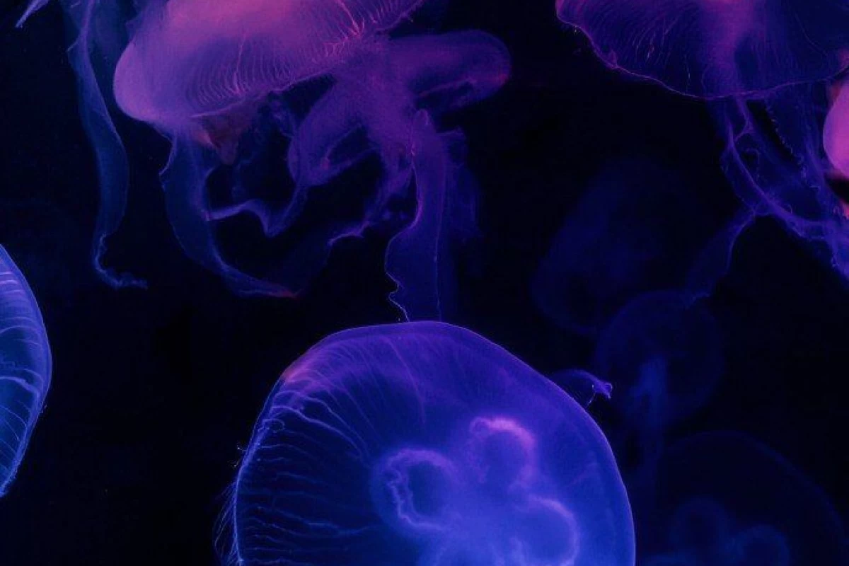 عکس آیا میدانستید؟