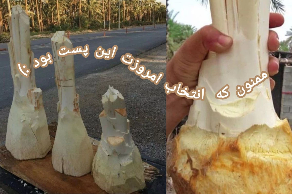 عکس پنیر نخل خرما؟