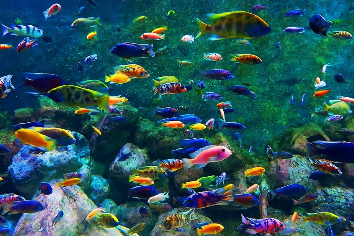 عکس بهترین آکواریوم های ایران