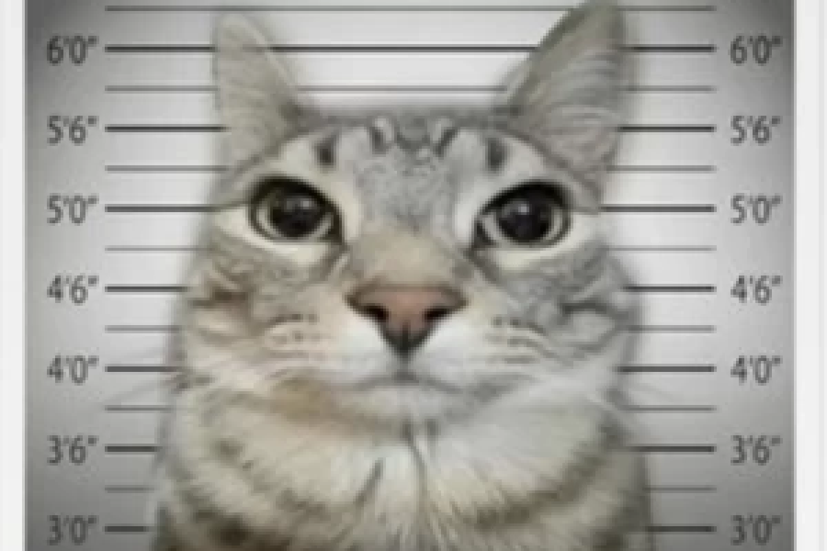 عکس میم طنز