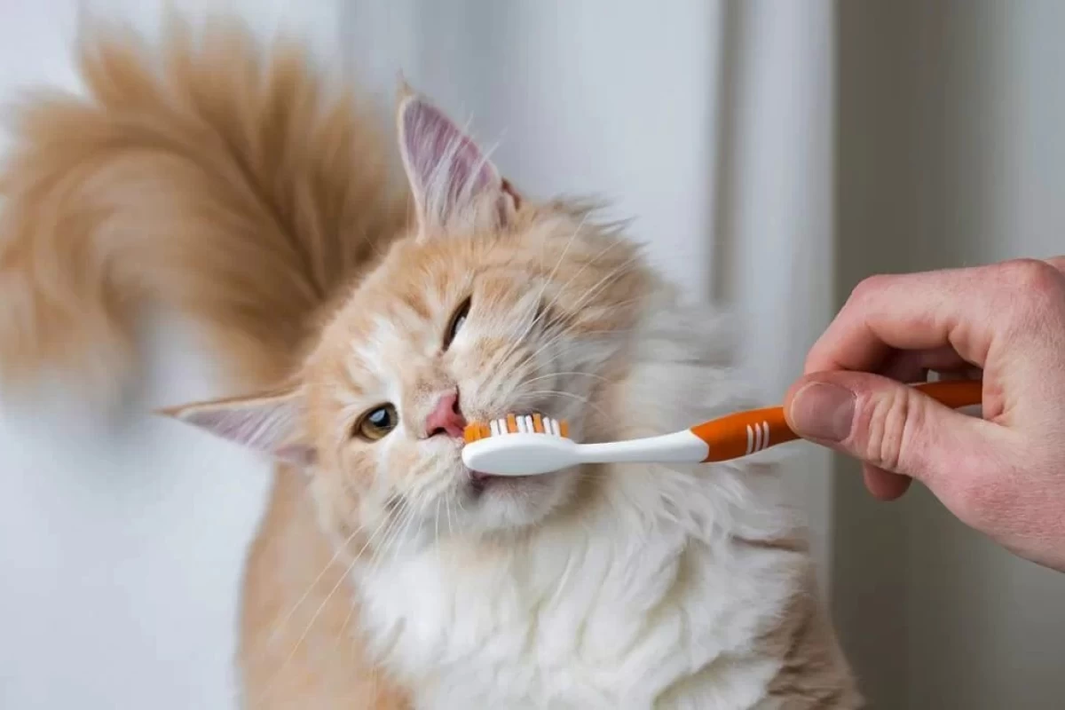 عکس علت بوی بد دهان گربه