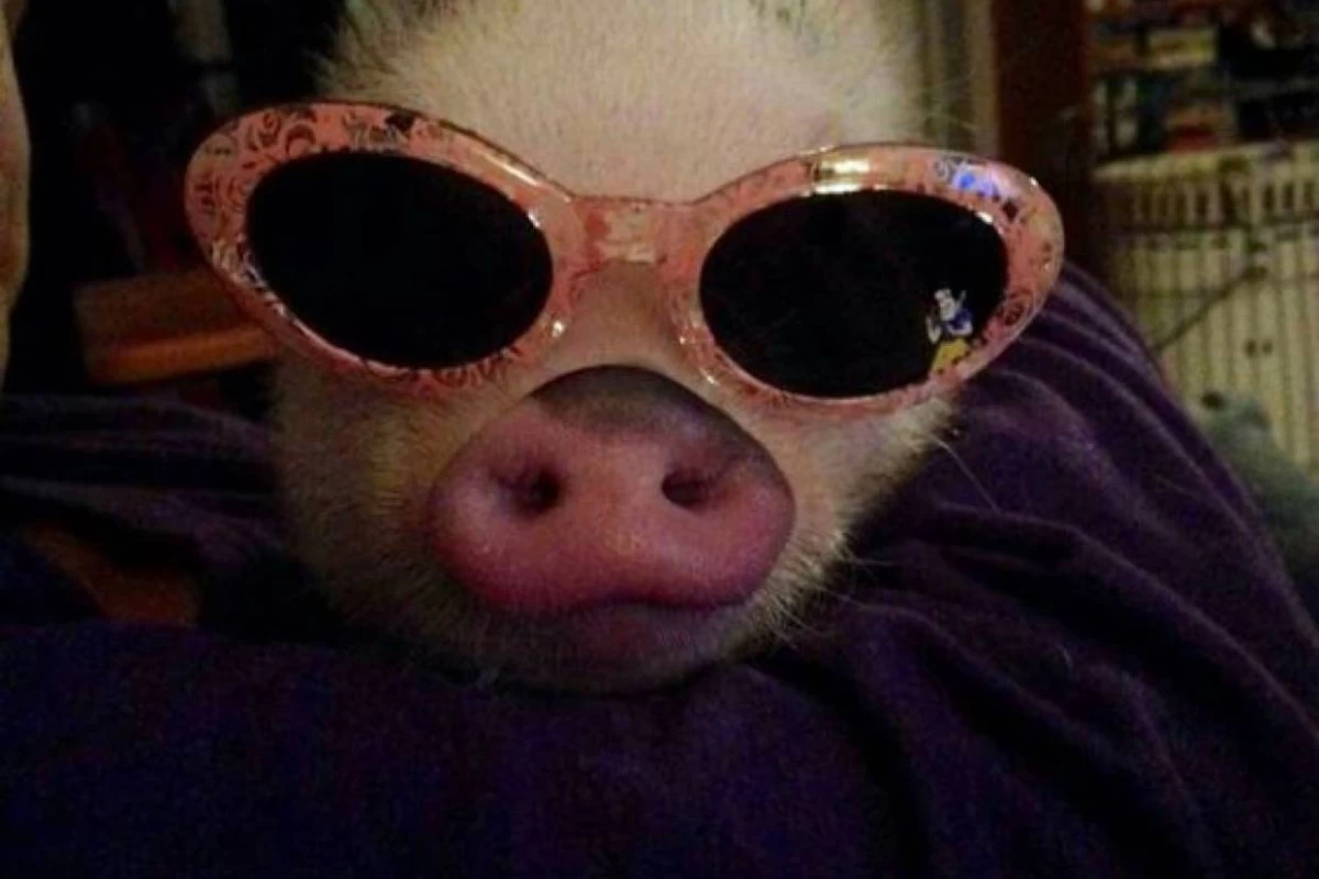 عکس فکت از خوک ها