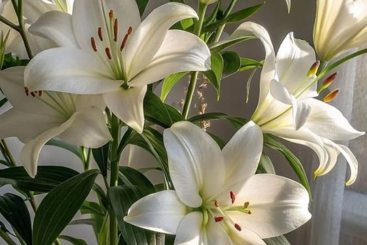 عکس خط داستانی در رمان و داستان کوتاه؛ تفاوت در چیست؟