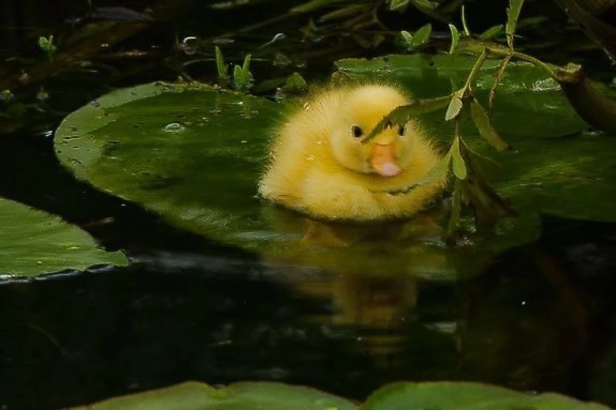 عکس منو بچسبون تو اتاقت 🦢🩰