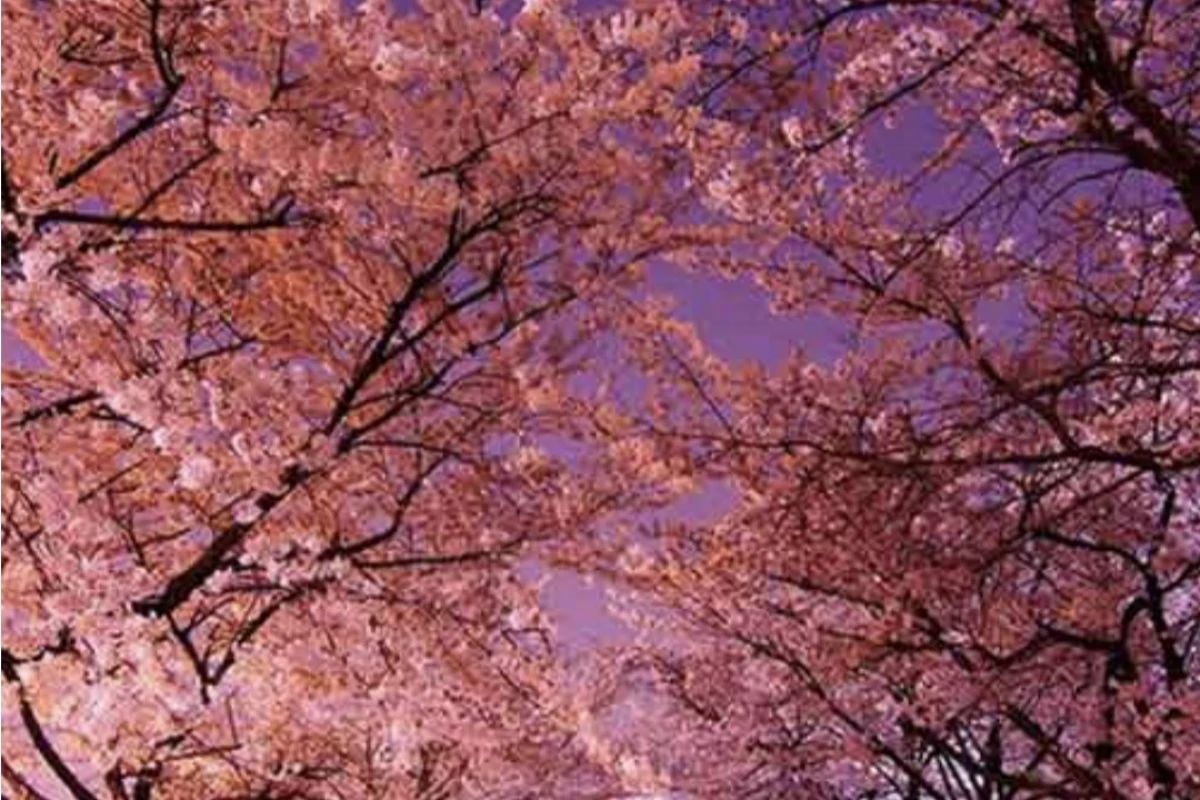 عکس ۷تا از عجایب کره جنوبی ✈🏯