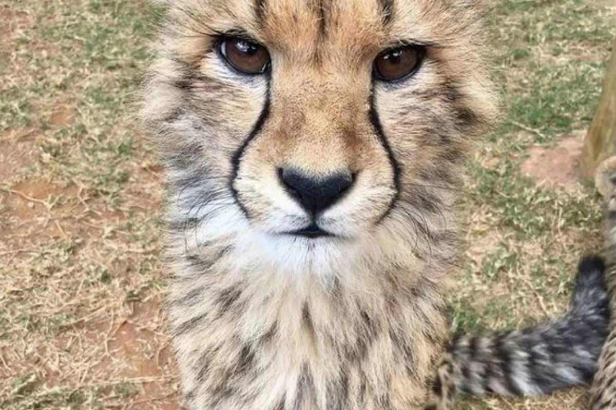 عکس فکت از  یوزپلنگ ها