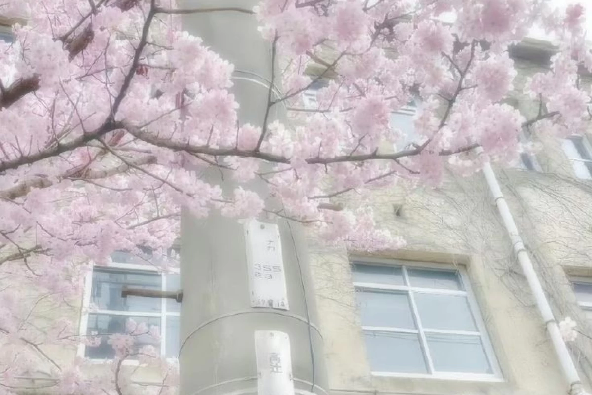 عکس چجوری brat درست کنیم ؟