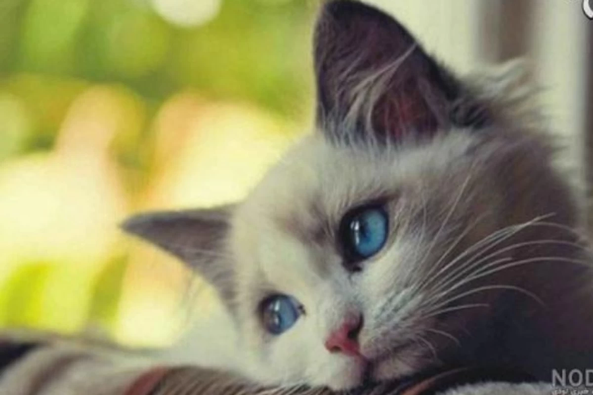 عکس شگفتی های طبیعت