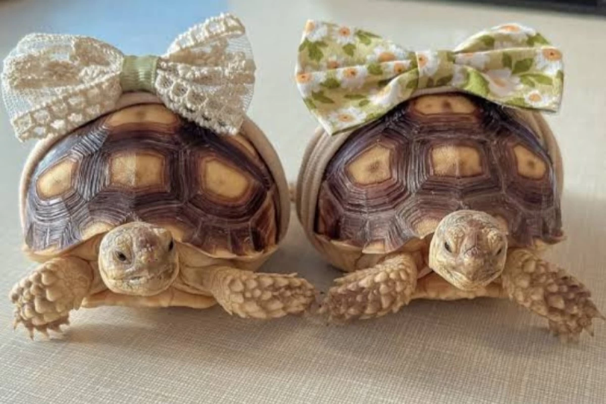 عکس چیزایی که ذهنت رو منفجر می کنن