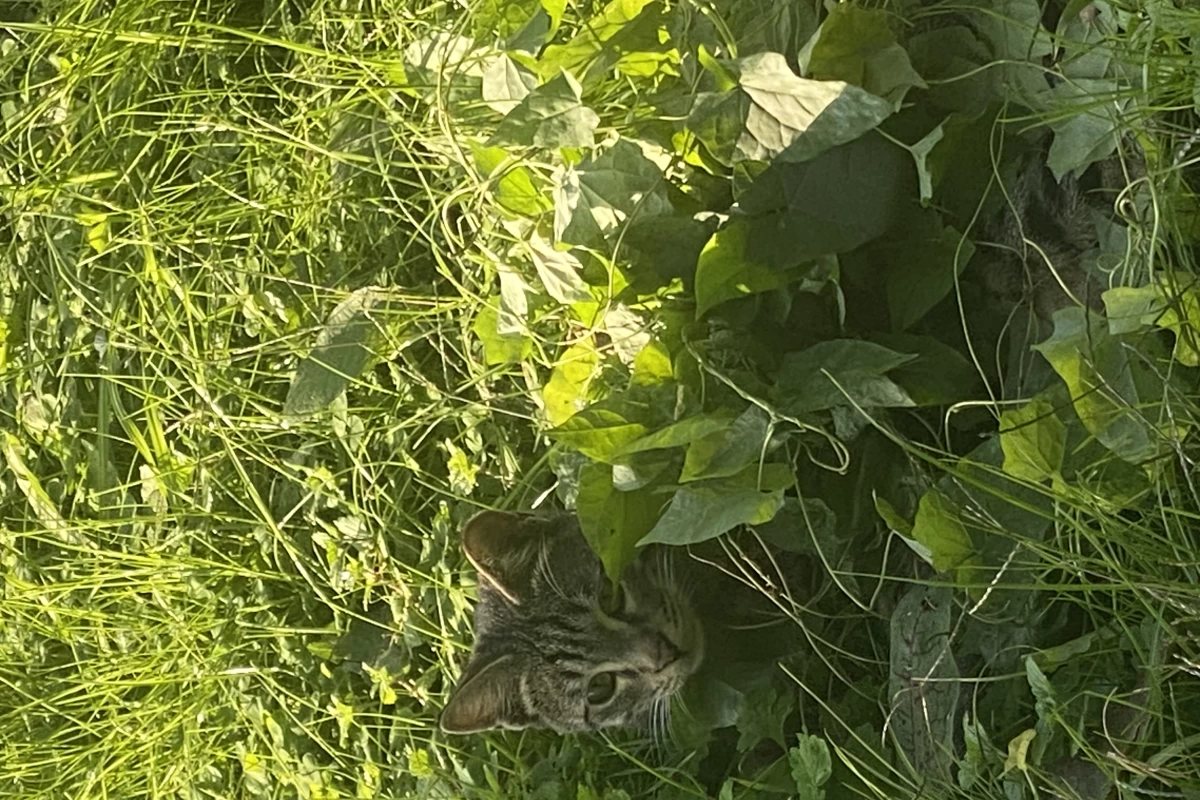 عکس ⚠  : چقدر زیبا فرمودی پسرخاله!