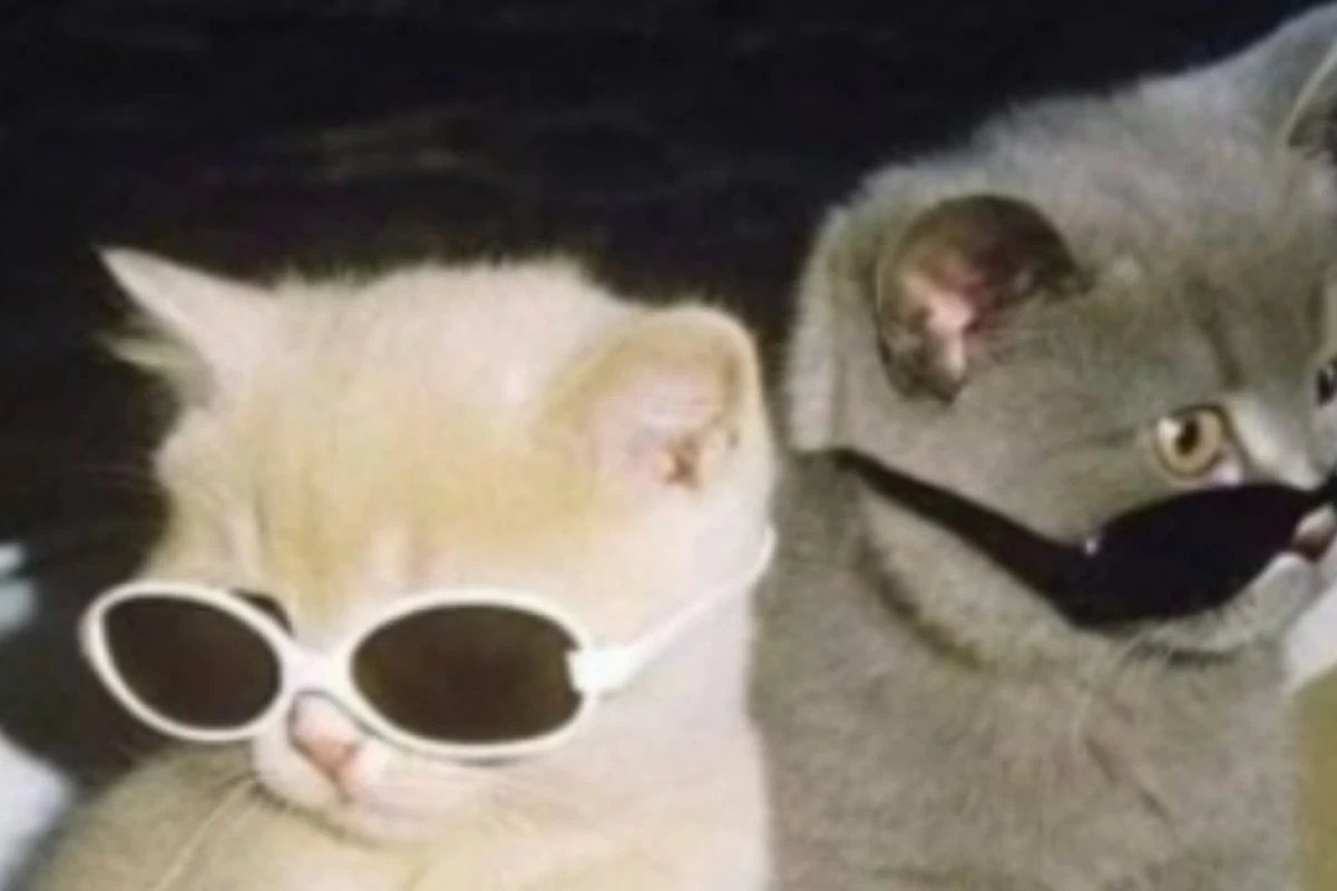 عکس گربه علیمون نشه