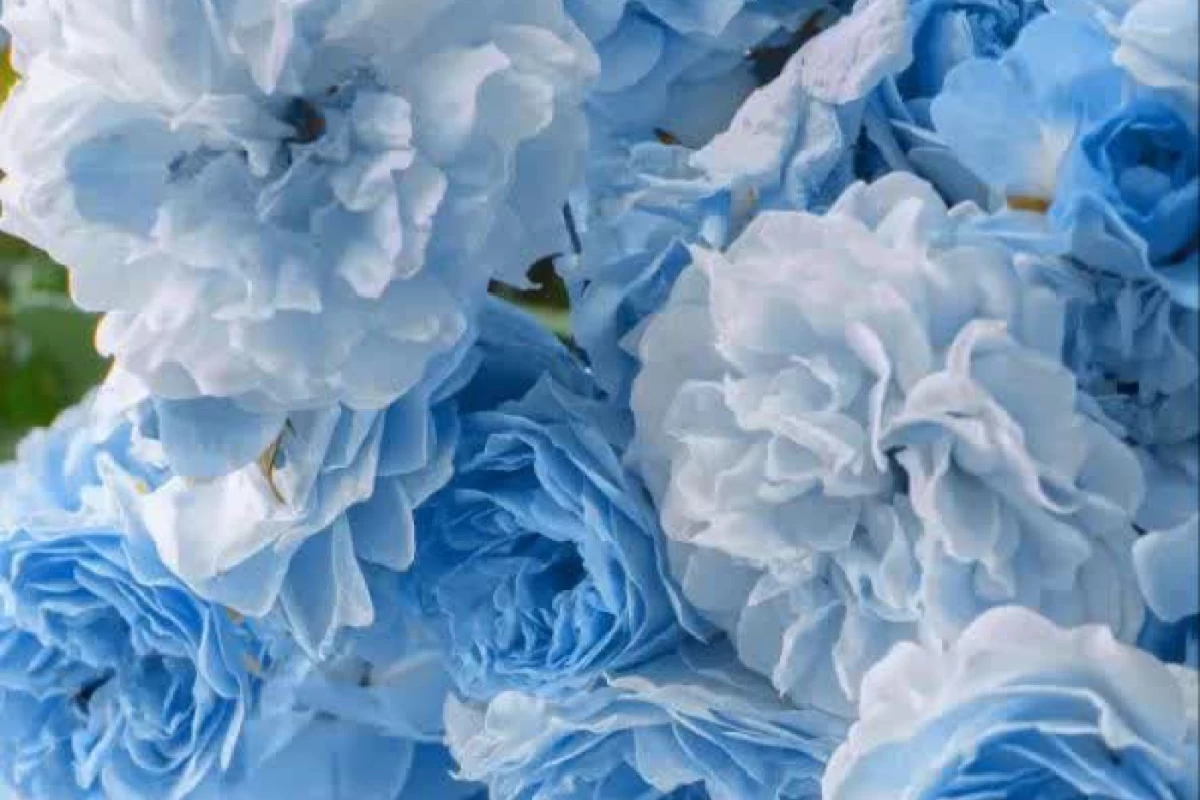 عکس اگه آیدل بودی (ورژن شانسی)