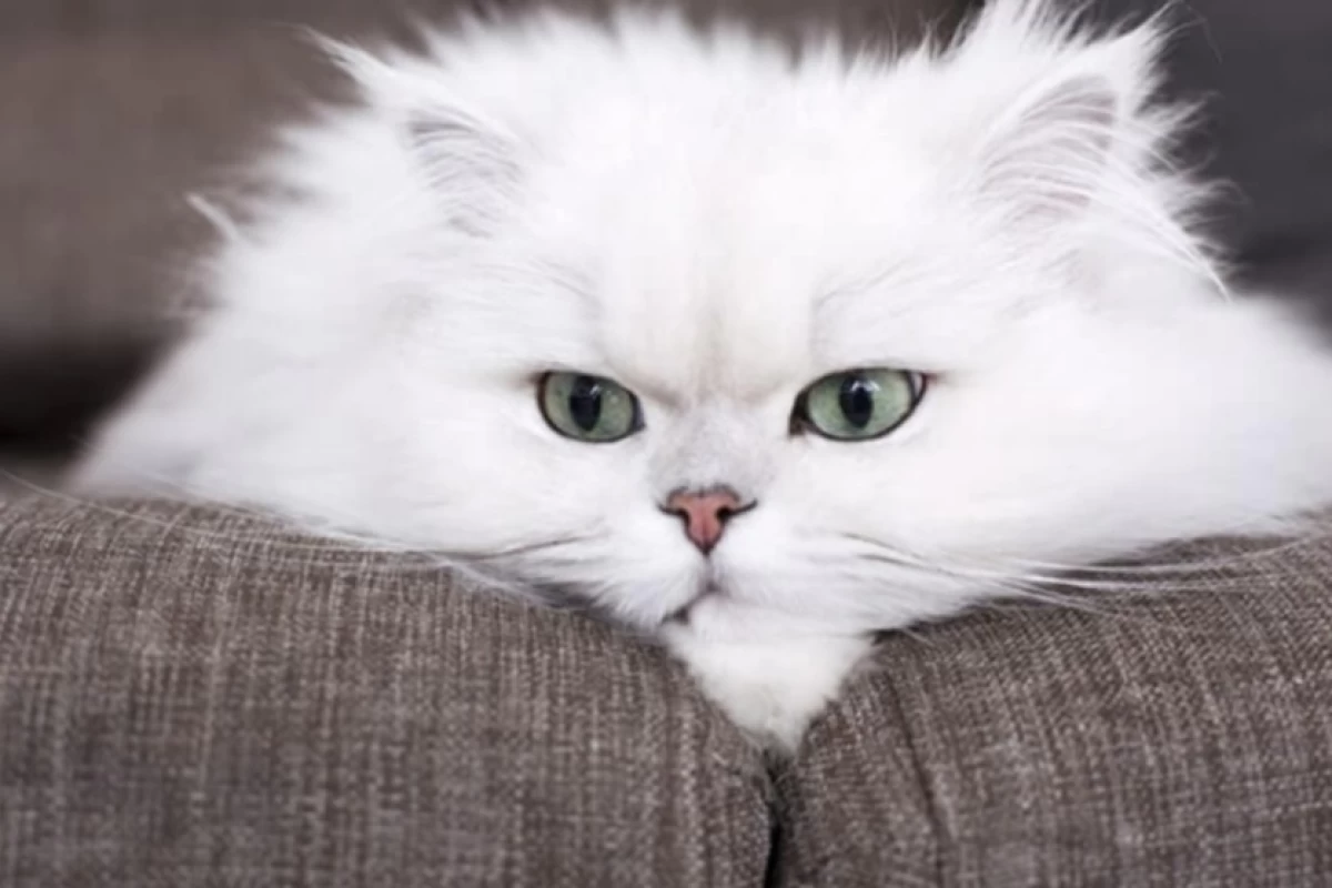 عکس 10 مورد از بهترین نژاد های گربه در جهان