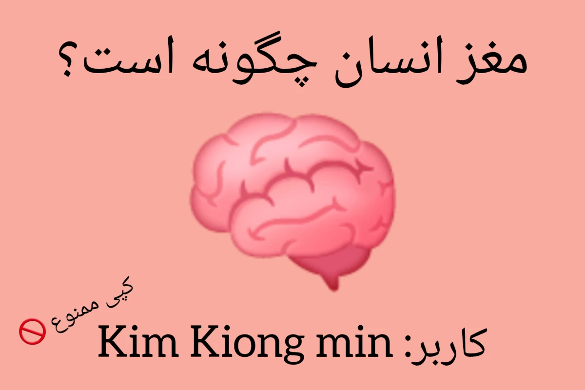 عکس مغز انسان چگونه است؟