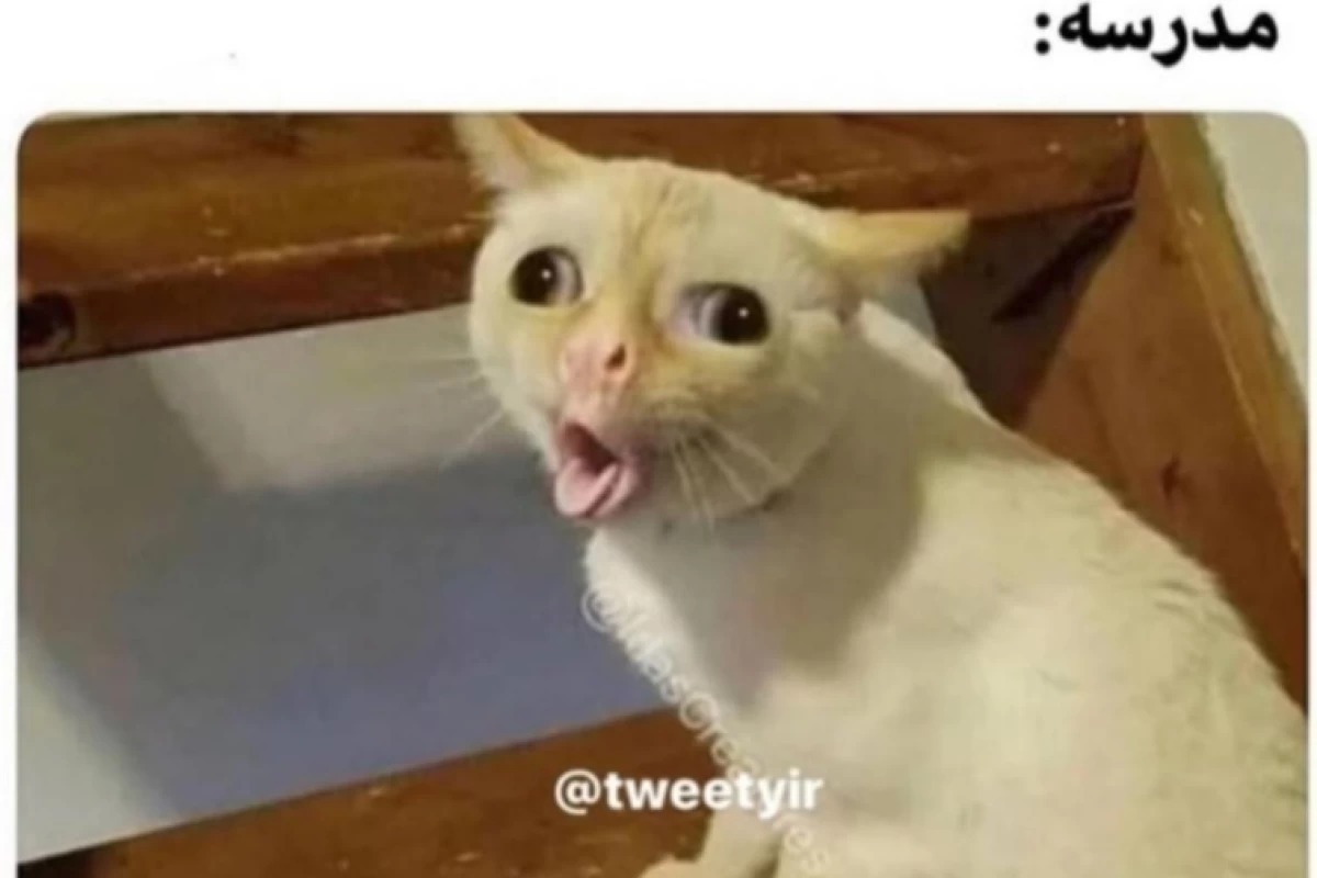 عکس میم گوربا