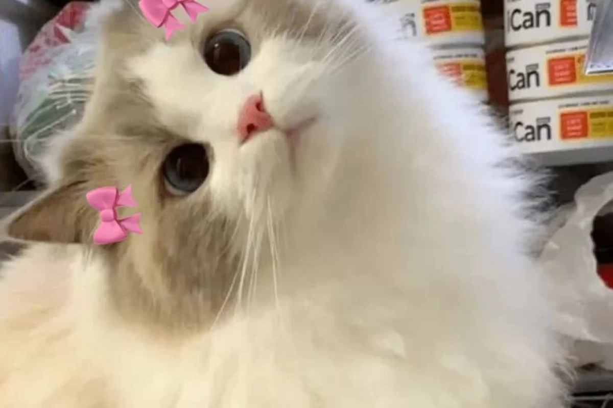 عکس شخصیتا حالشون بهتر میشد اگه این اتفاق ها نمی افتاد