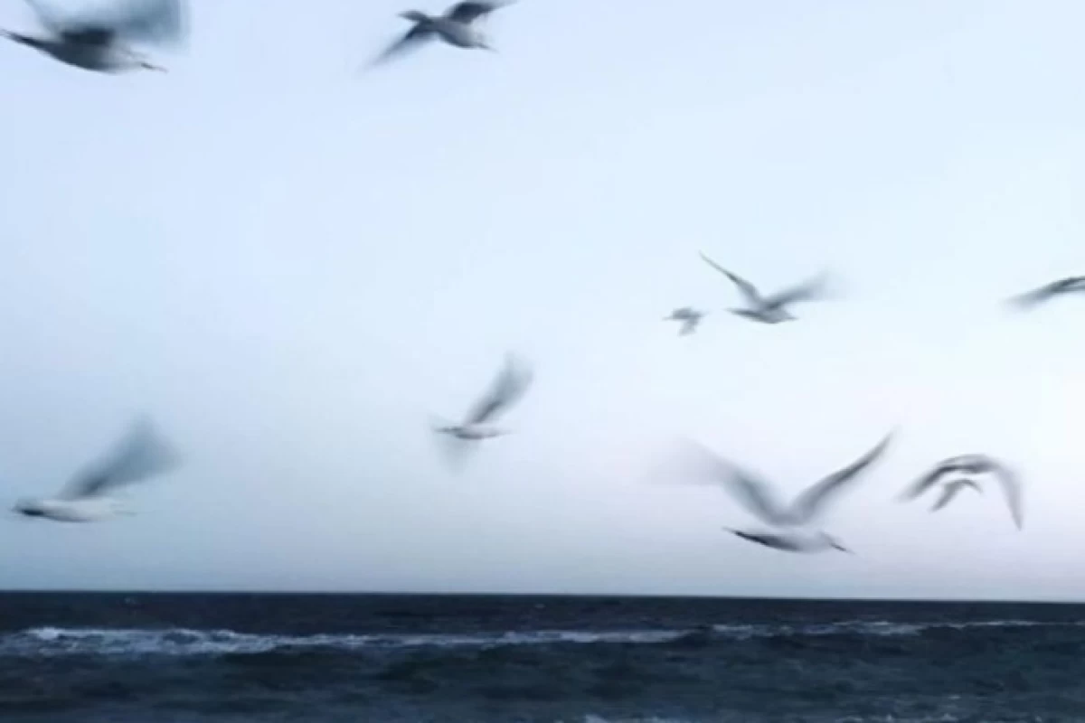 عکس رمان: قصر نفرین شده