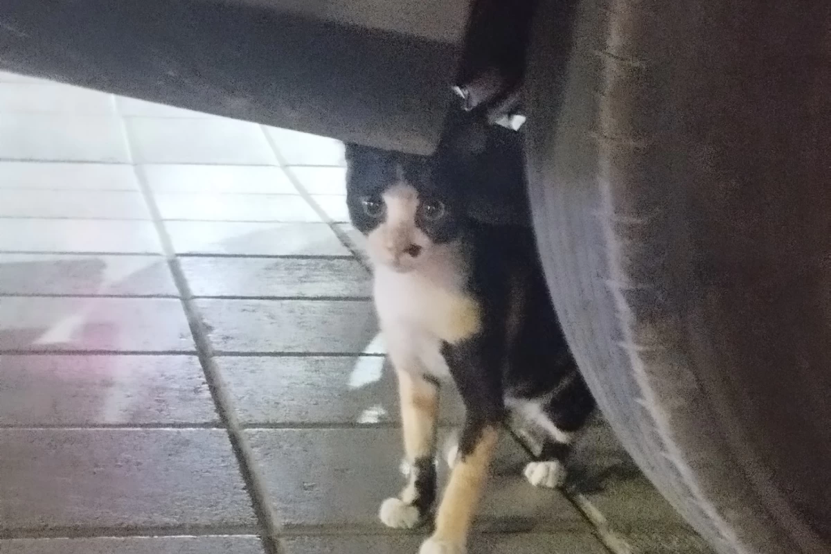 عکس بریم بازار؟!