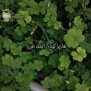 عکس هارپر کیه؟ البته من!