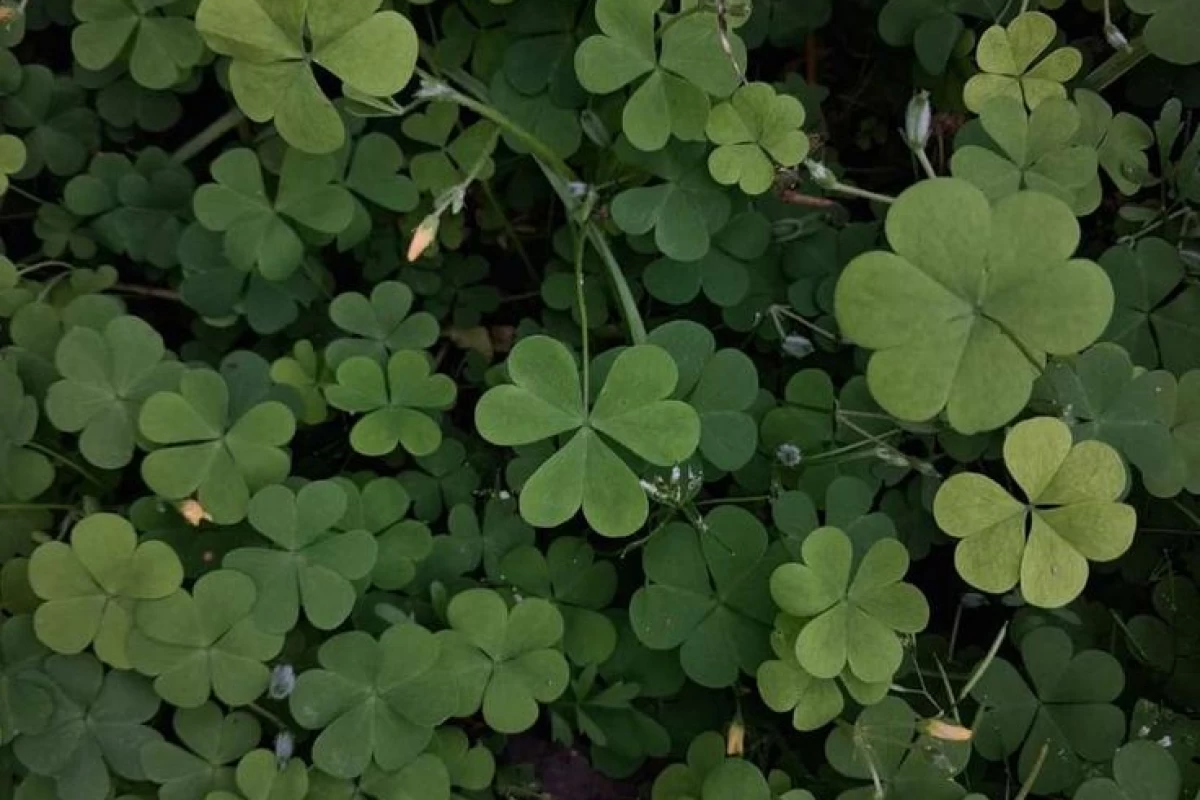 عکس هارپر کیه؟ البته من!