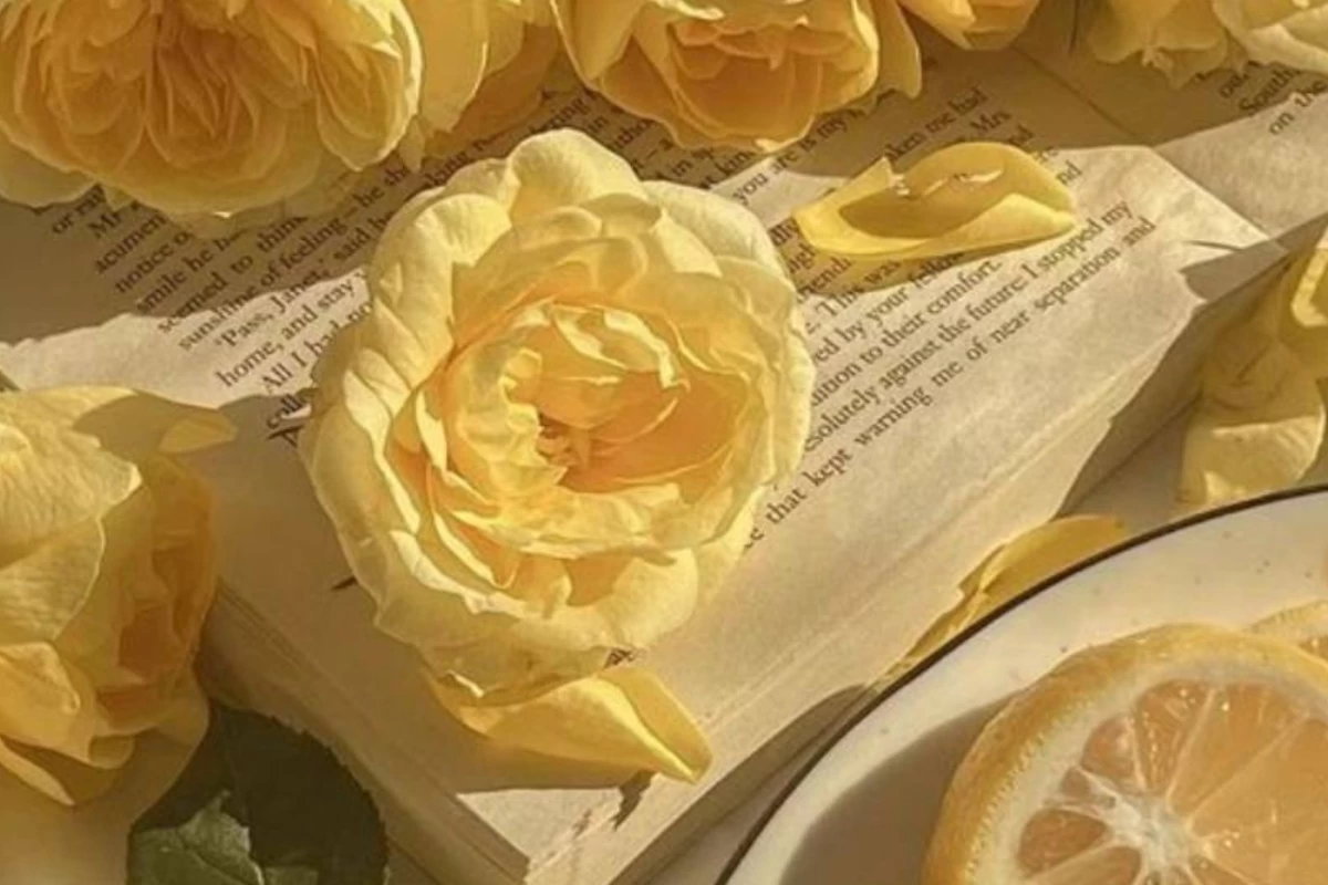 عکس می خوای x بشم ( انیمیشن ver)