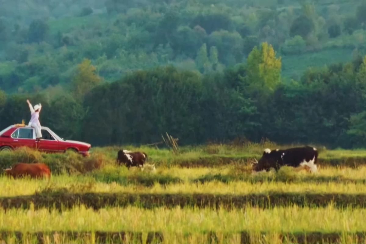 عکس زندگی تو تاسیان رو تجربه کن