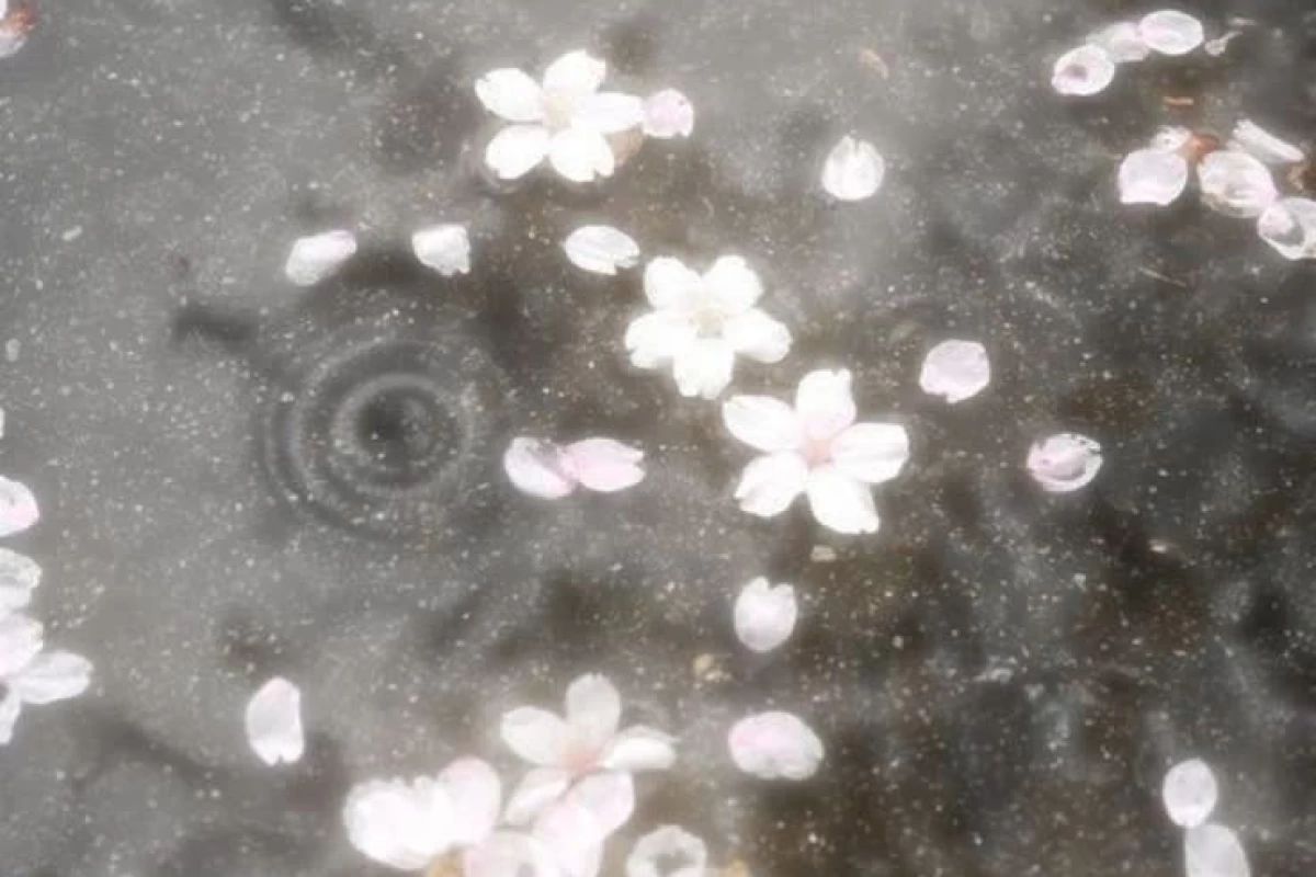 عکس 🩰:تـ‌وییت انـ‌یمه