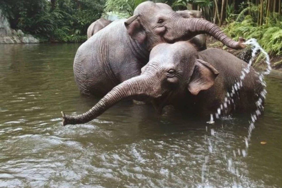 عکس فکت از فیل ها