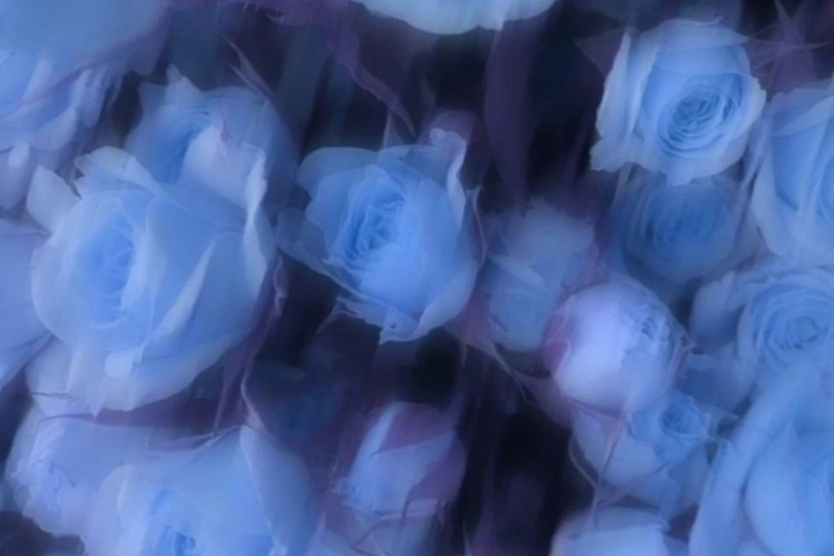 عکس یه‌گوشم‌دره‌یه‌گوشم‌دروازه