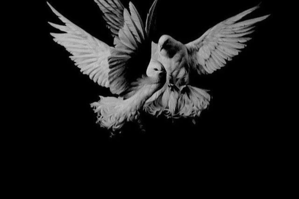 عکس کشف قفس