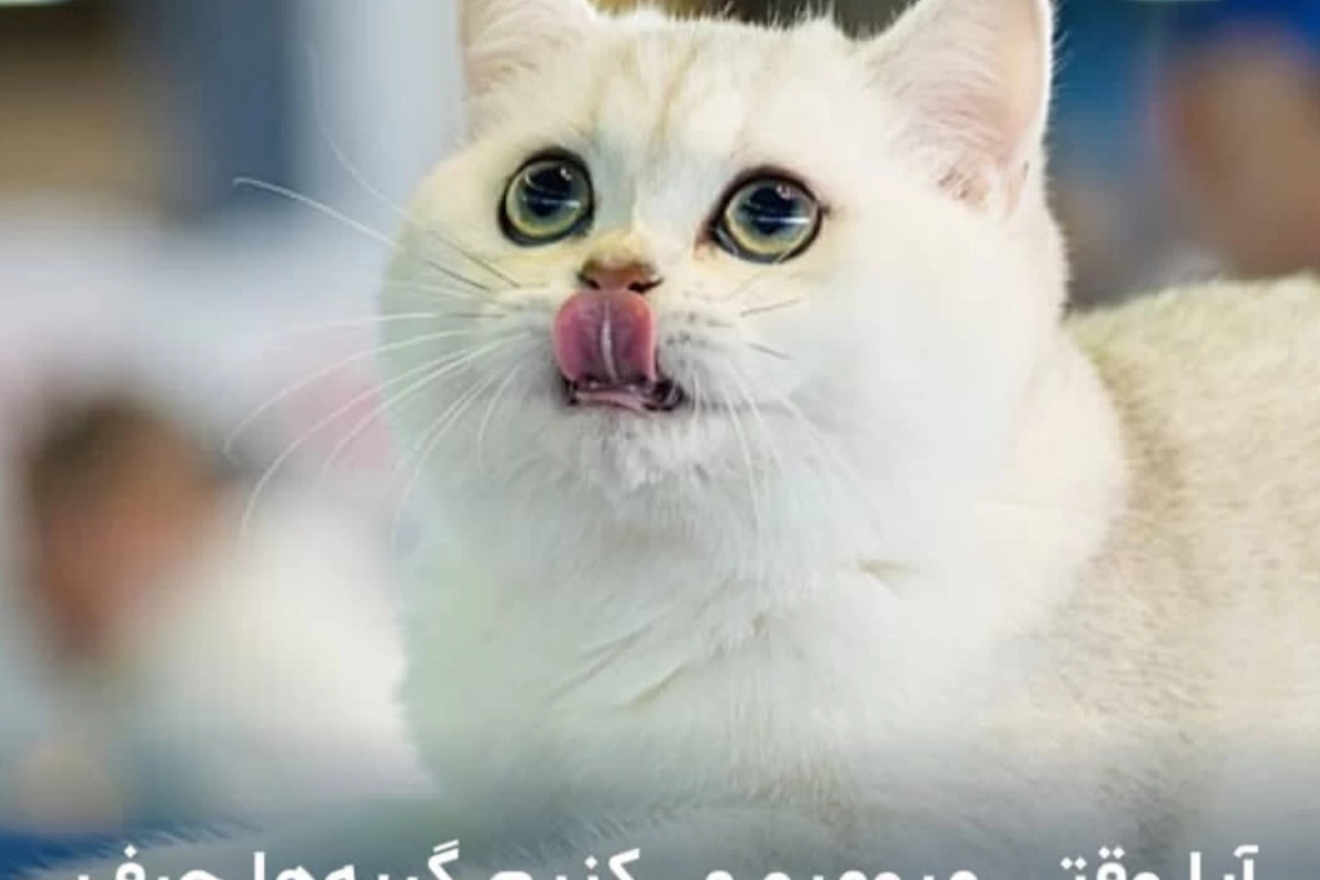 عکس آیا وقتی میو میو میکنیم گربه ها حرف مارا می فهمند؟
