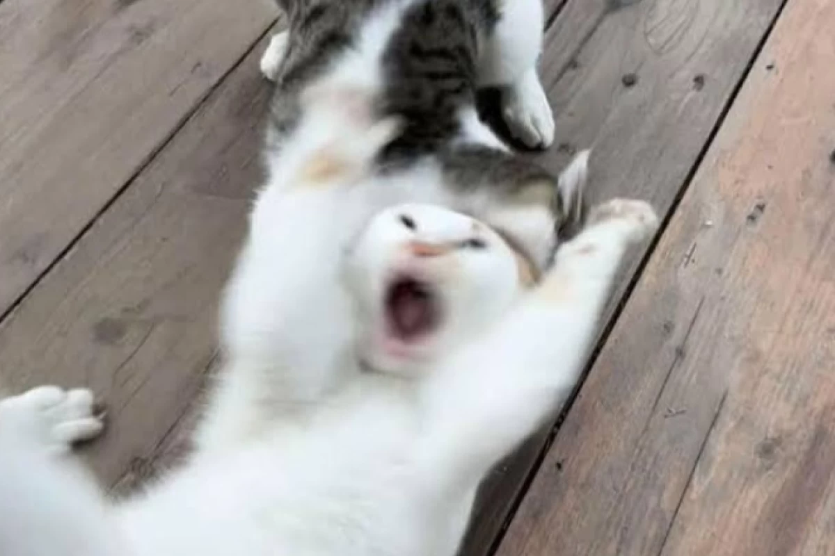 عکس میراکلس تایم: میم ویژه ی فصل های قبل