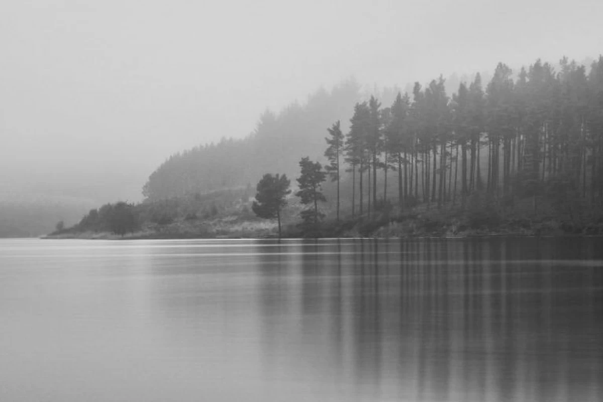 عکس تک گیاه دشت سوختهٔ زندگی