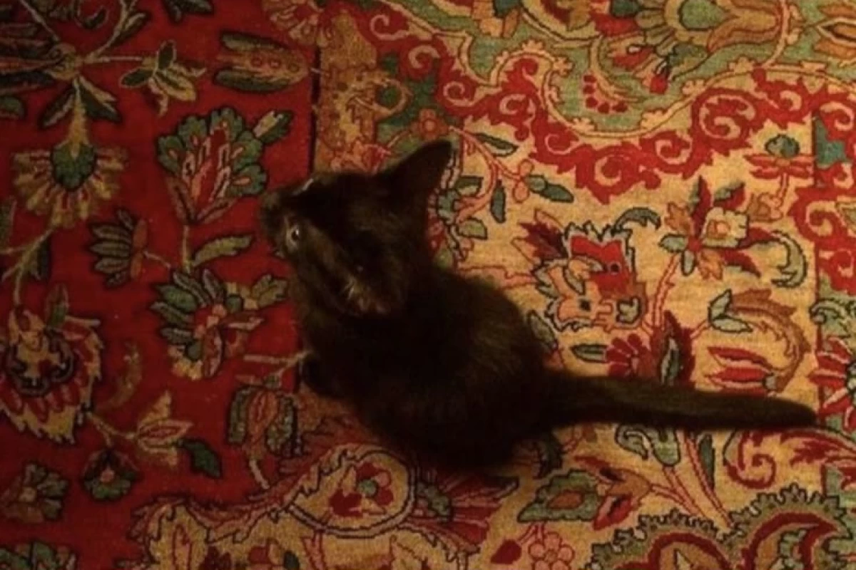 عکس پوسیدگی"🪧"