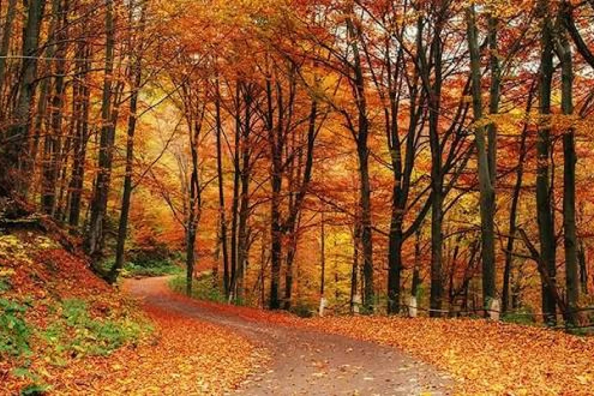 عکس توییت(spy x family ver)