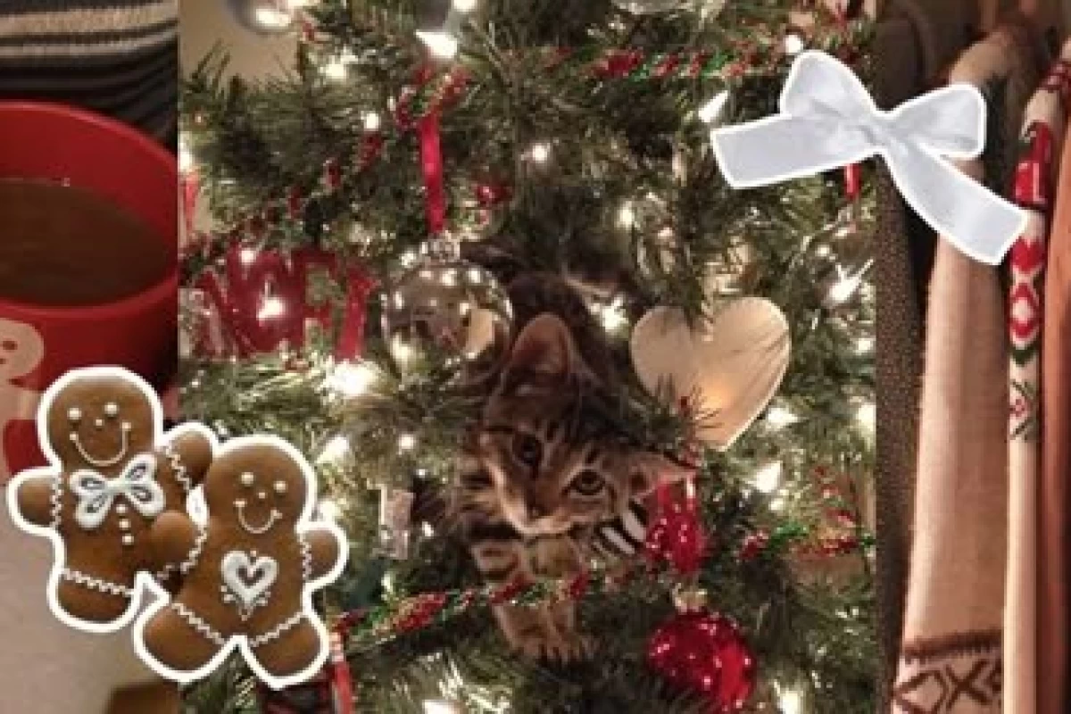 عکس کریسمس نزدیکه چیکار کنیمم؟ ≽^• ˕ • ྀི≼