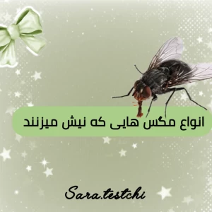عکس آیا مگس ها نیش میزنند؟