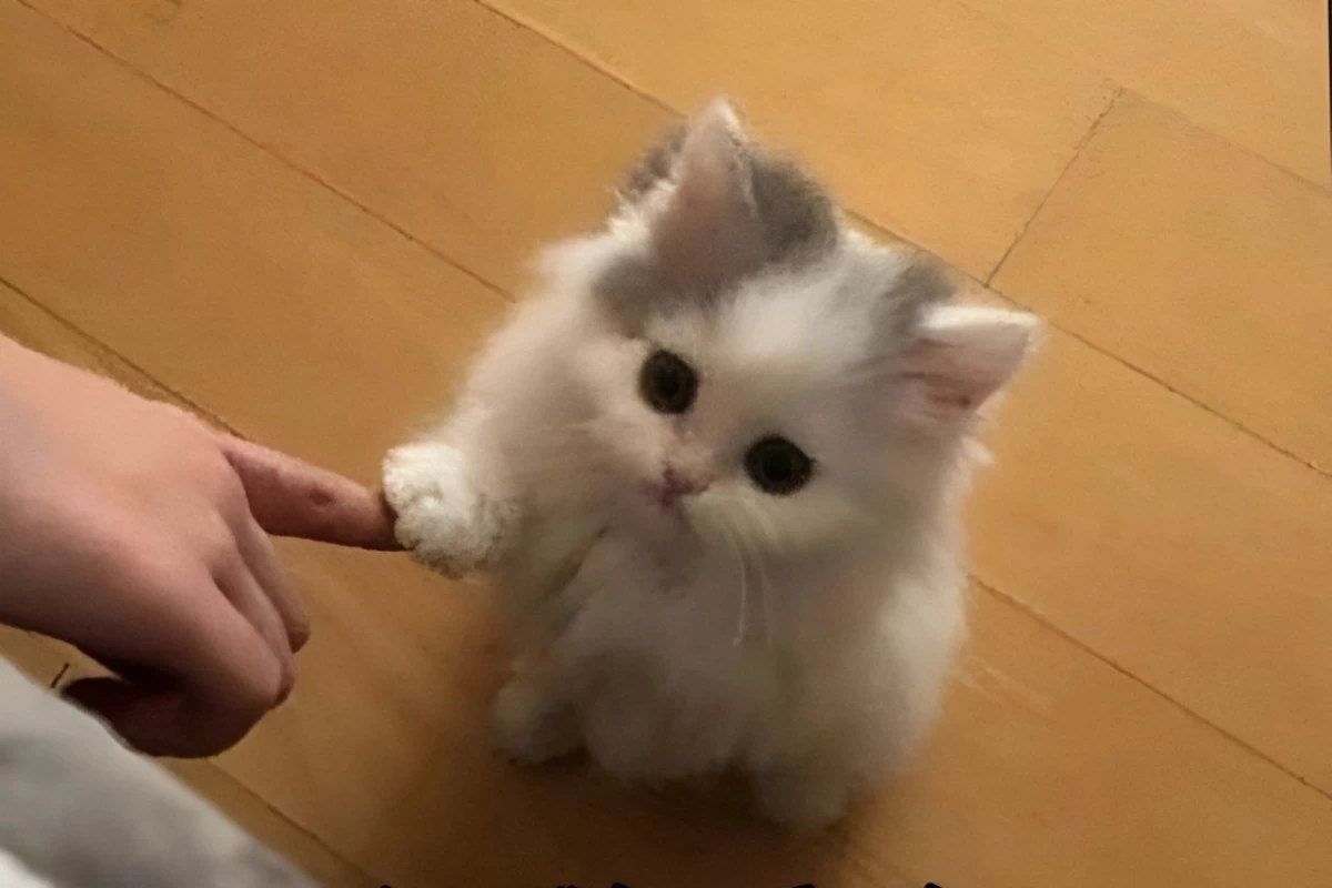 عکس توییت خنده دار و حق پارت ۱۲