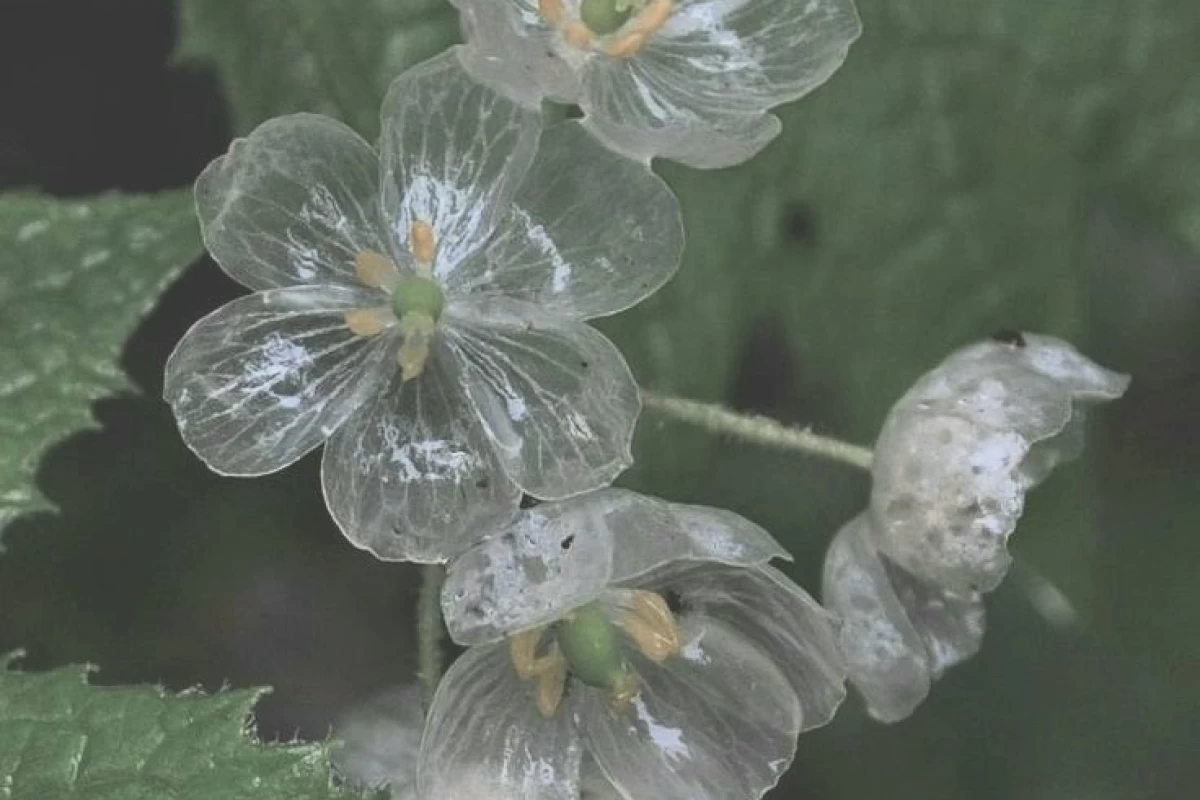 عکس بیت باکس؟