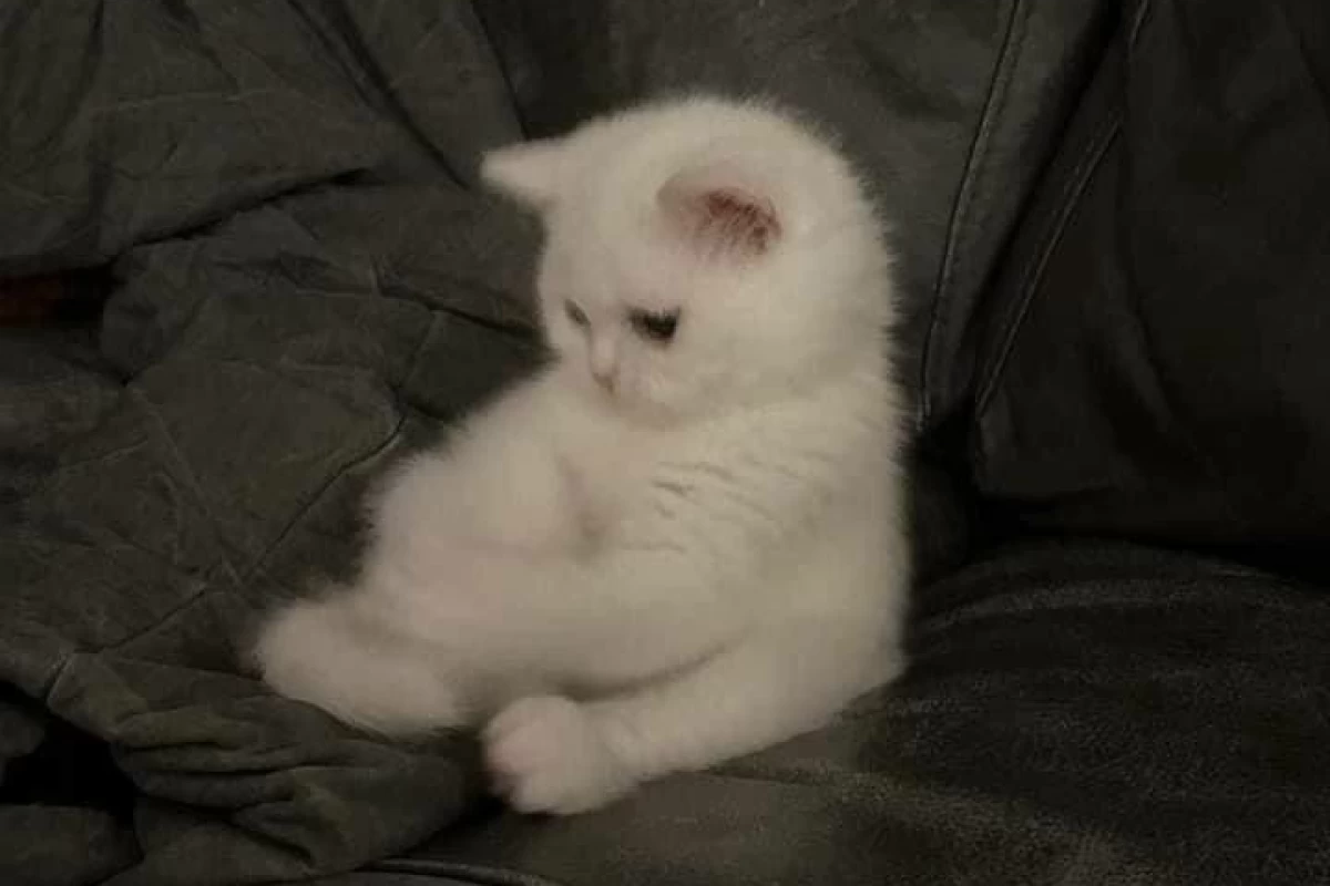 عکس عجایب رو مخ ۱ (انیمه ver)