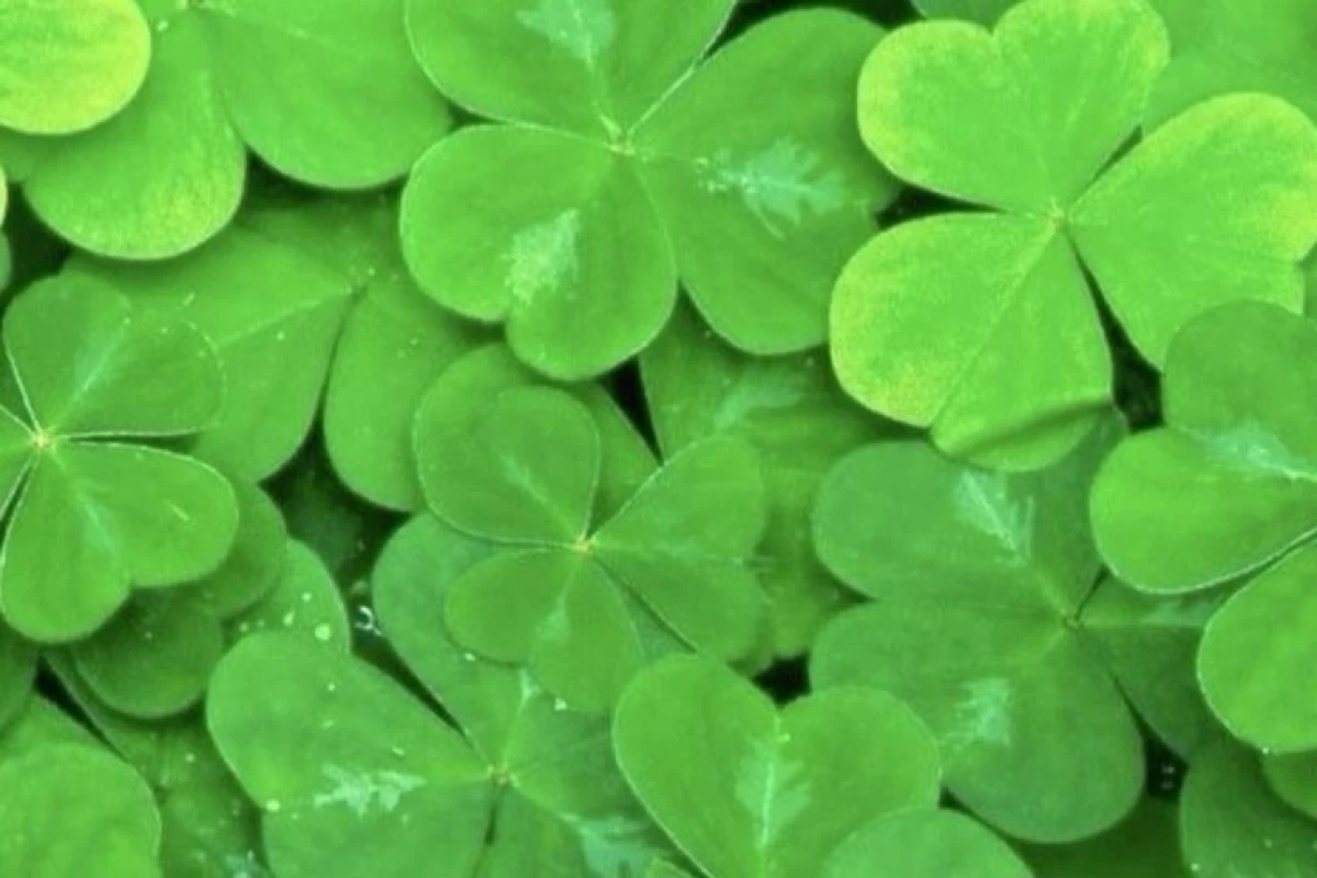 عکس 𑣲: ماجراهای تو و ai