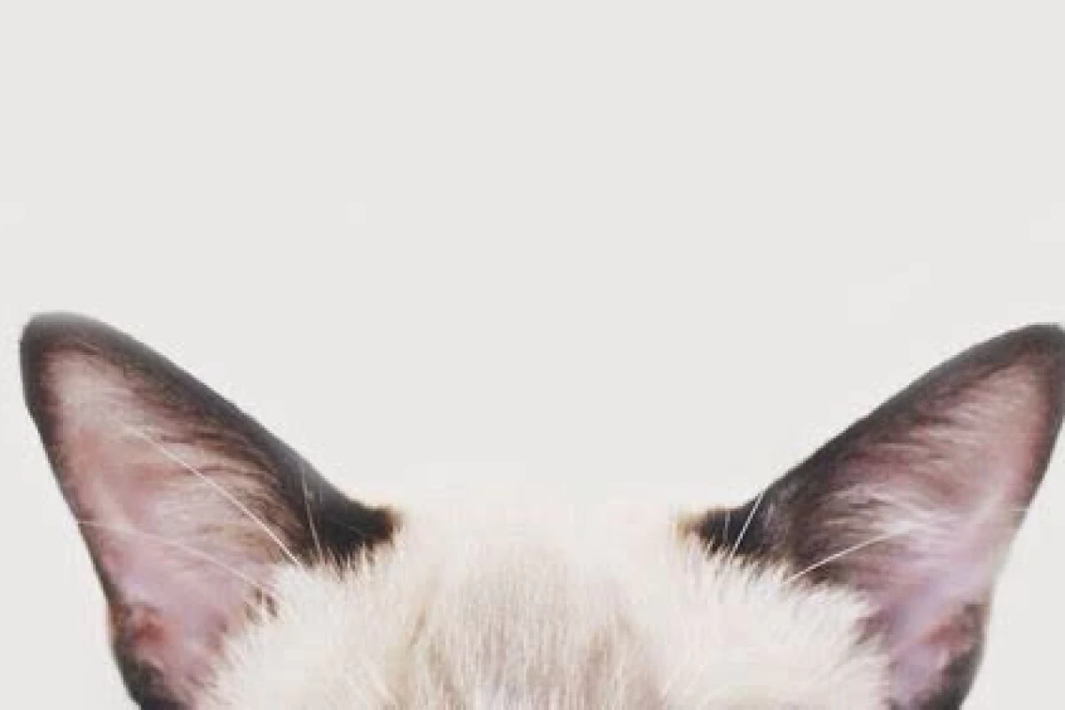 عکس چگونه در آناتومی صعود کنیم؟