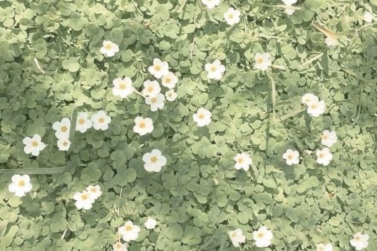 عکس اون تنها هست